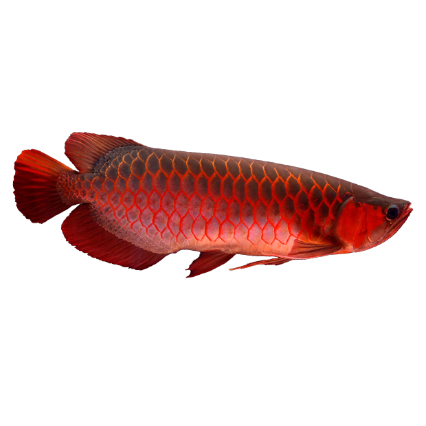 Imagem do peixe Aruanã